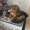 pancat