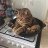 pancat